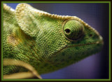 Chameleon head