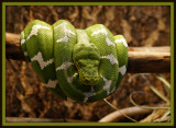 Hanging Emerald