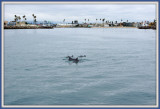 Dolphie Bay