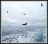 The Birds