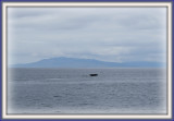 Whale Tail