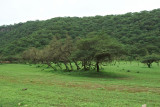 Greenery in wadi Darbath