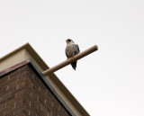 Male ever watching the area.