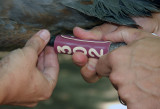 302 gets its color, mauve.