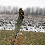 A visitor from the tundra