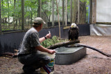 John Faucher feeds the eagle some fresh caught pan fish