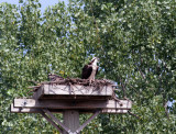 July 24th  one young in nest with adult female