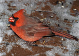 Male Cardinal Side