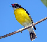 Bananaquit.