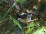 Whiskered Yuhinna