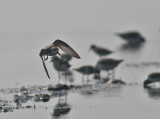 Spoon-billed Sandpiper