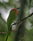 Red-bearded Bee-eater