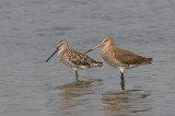 Asian Dowitcher & Black-tailed Godwit