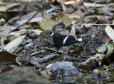 White-crowned Forktail