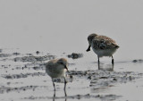 Spoon-billed Sandpiper