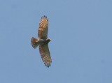 Rufous-winged Buzzard