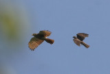 Rufous-winged Buzzard and Shikra
