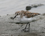 Little Stint