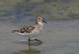 Long-toed Stint