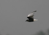 White-winged Tern