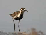 Pacific Golden  Plover