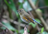 Himalayan Bluetail