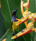 Olive-backed Sunbird