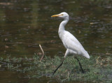 Cattle Egret