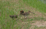 Common Snipe