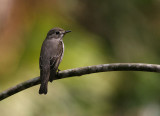 Asian Brown Flycatcher