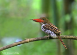 Banded Kingfisher