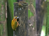 White-browed Piculet