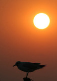 Silhouette of Brown-headed Gull