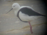 Banded Stilt