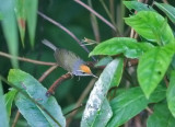 Mountain Tailorbird