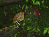 White-browed Shortwing