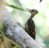 Orange-backed Woodpecker