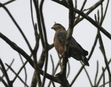 Crested Serpent Eagle