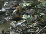 Black-capped Babbler