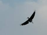 Storm's Stork