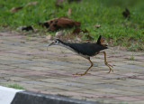 White-breasted Waterhen