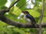 Common Paradise Kingfisher