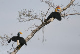 Red-knobbed Hornbills