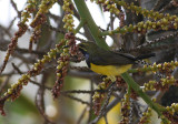 Sahul Sunbird