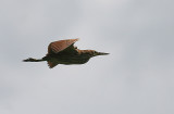 Cinnamon Bittern