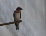 Pacific Swallow