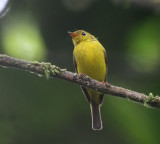 Citrine Flycatcher