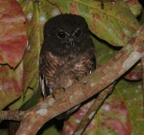 Speckled Boobok