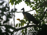 Maleo (Macrocephalon maleo)