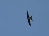 Grey-rumped Treeswift